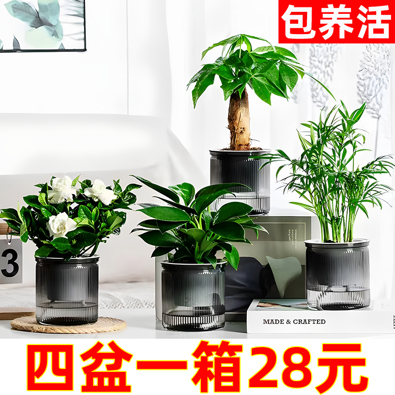 【水培绿植四盆28元】