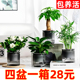 水培绿植四盆28元 栀子花发财树九里香室内盆栽植物办公桌绿植