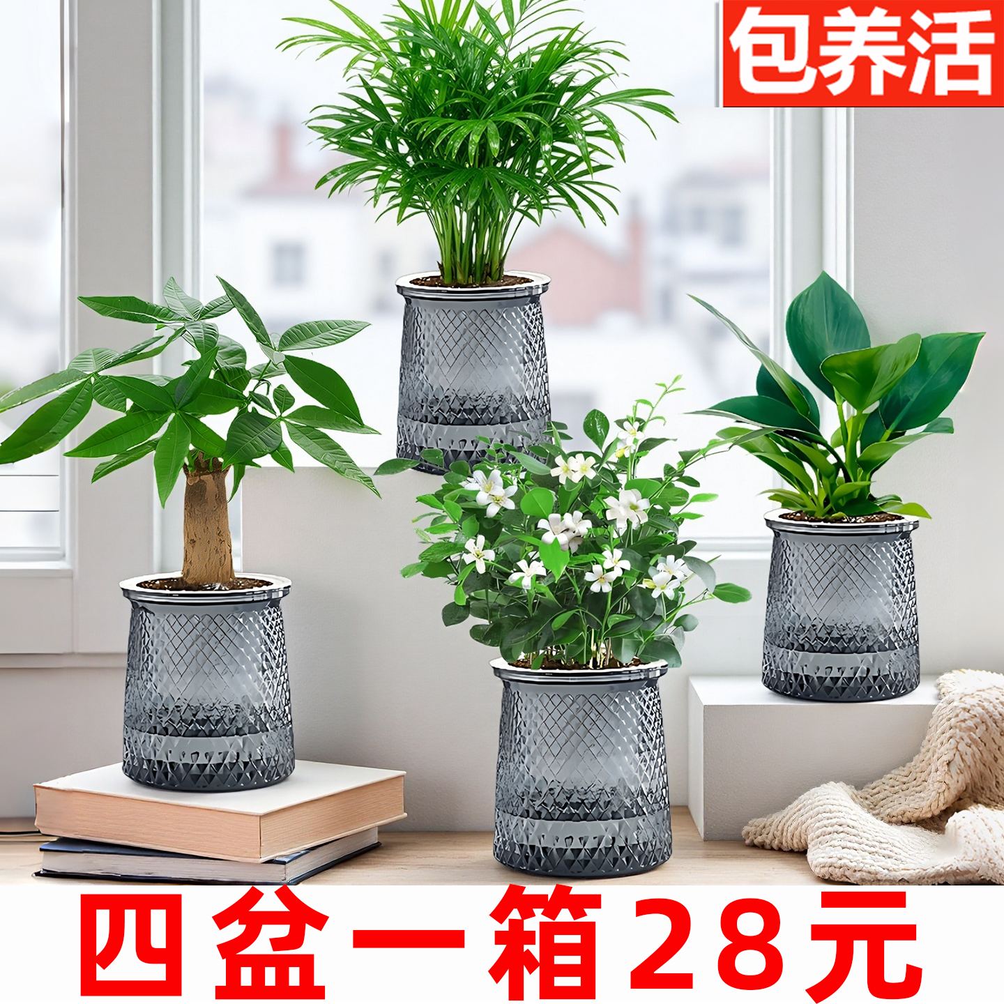 【水培绿植四盆】绿植小盆栽植物室内花卉发财树九里香金钻栀子花