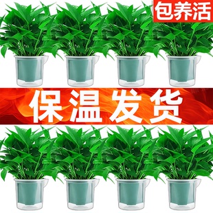 绿萝盆栽植物室内水培绿植长藤垂吊绿箩新房去甲醛 保温发货