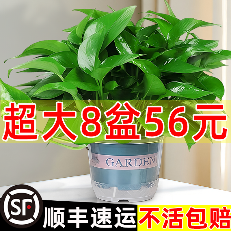 新房装修去异味大绿萝盆栽室内植物客厅吊兰长藤绿箩绿植批发绿罗