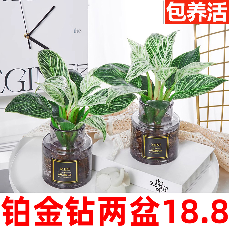 18.8抢两盆水培金钻植物