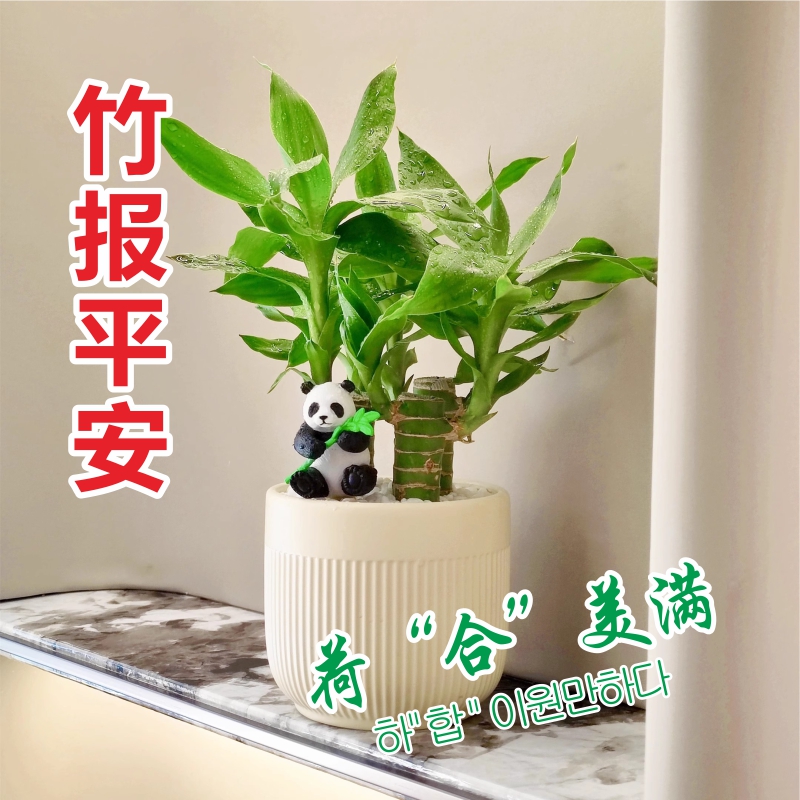 荷花竹步步高文昌竹室内绿植富贵竹节节高观音竹办公室植物盆栽