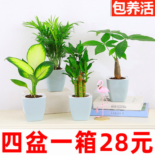 四件套桌面小盆栽植物