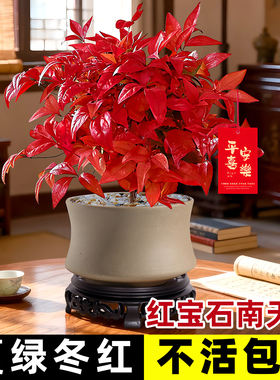 喜庆红宝石火焰南天竹盆栽正宗红叶盆景植物室内外年宵花卉绿植