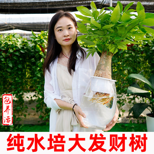 无土真水培发财树盆栽