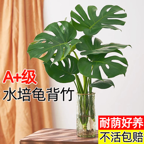 【水培龟背竹】办公室内绿植花卉盆栽无土好养易活开背北欧家居