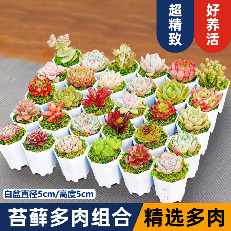 多肉植物幼儿园室内带盆组合小盆栽花卉绿植肉肉大颗好养带盆多头