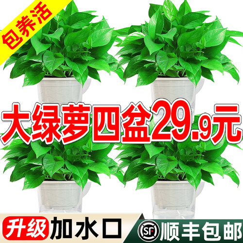 20天不用浇水@2年不用施肥绿萝