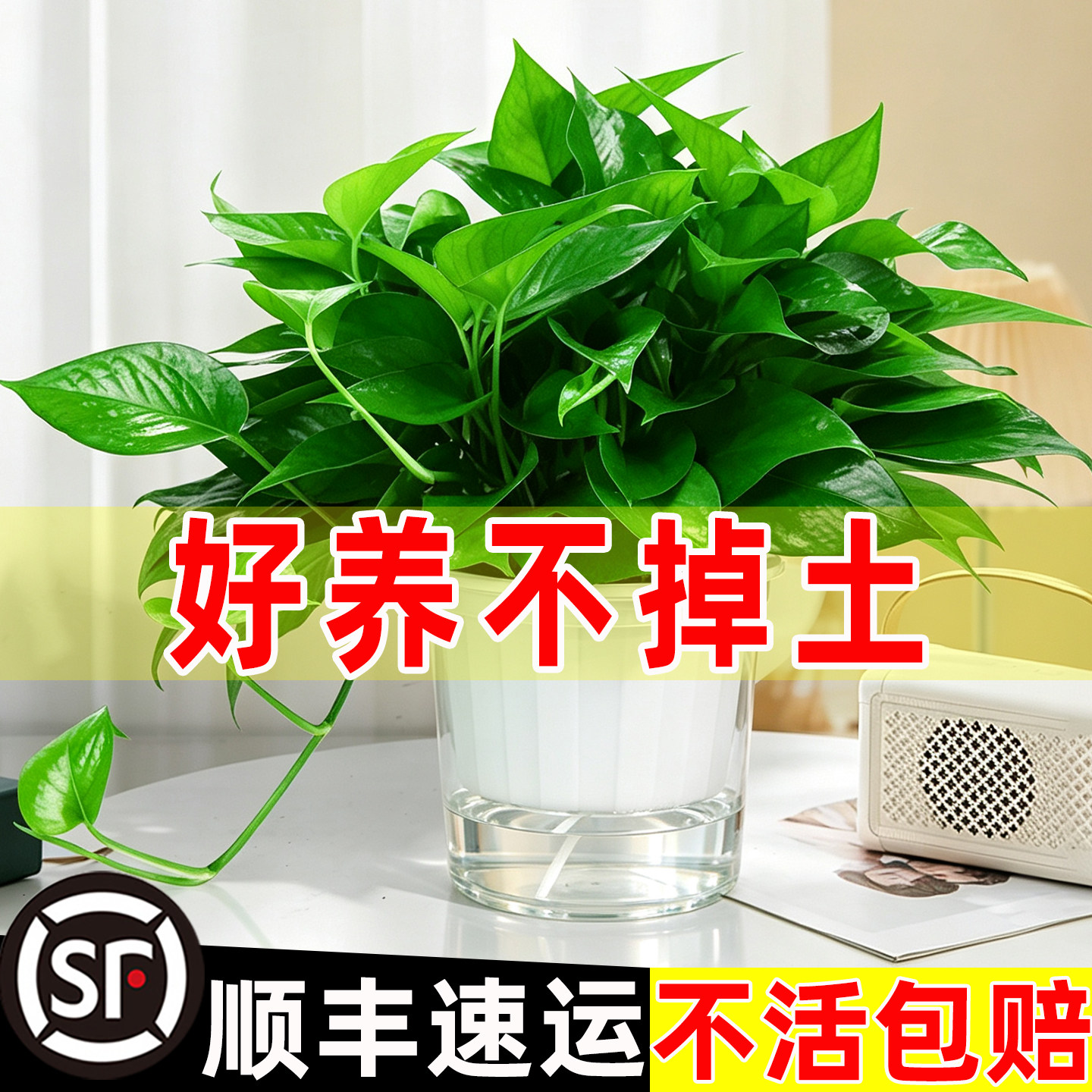【好养不掉土】大绿萝盆栽室内植物吸去异味甲醛绿箩新房家用绿植