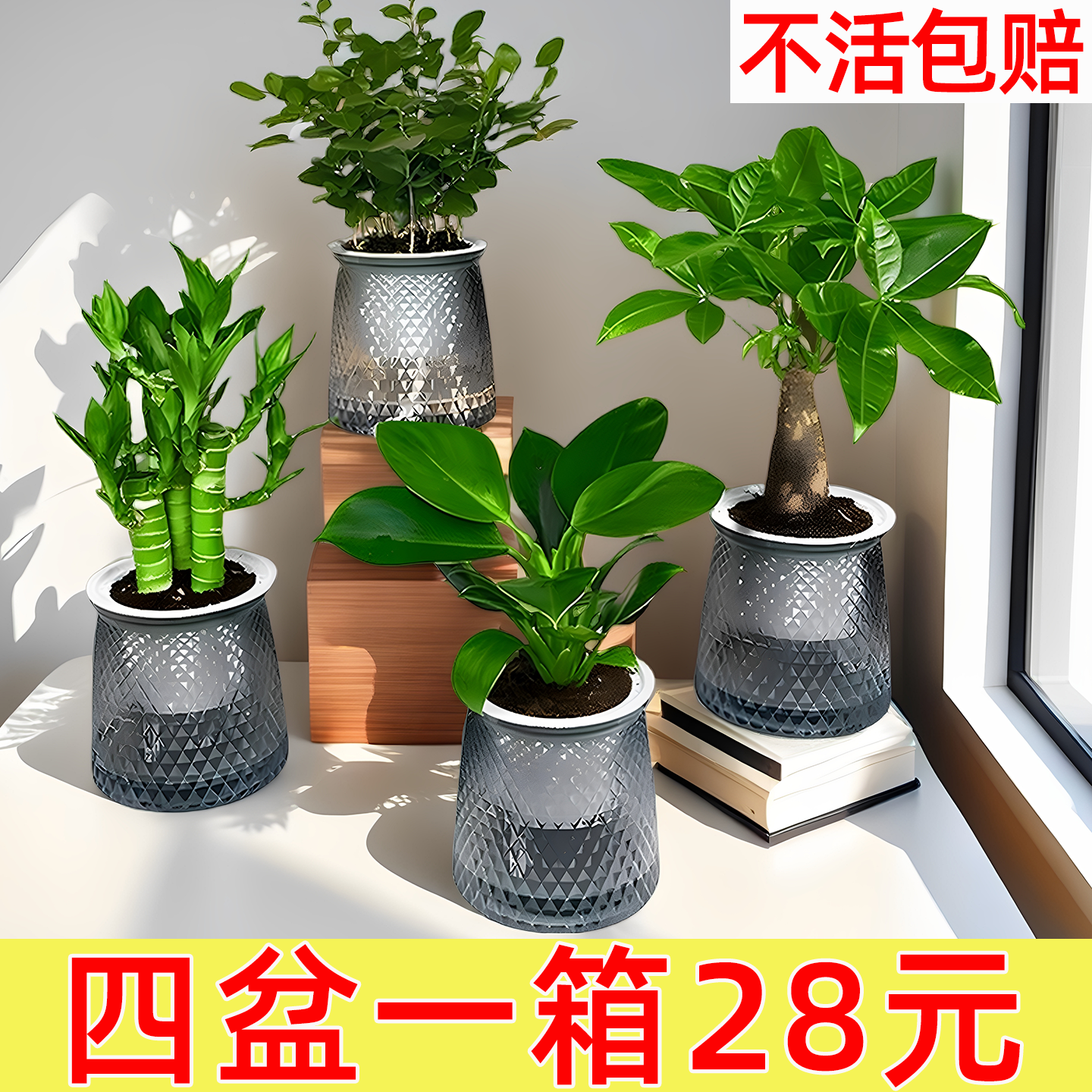 绿植四件套发财树九里香栀子花