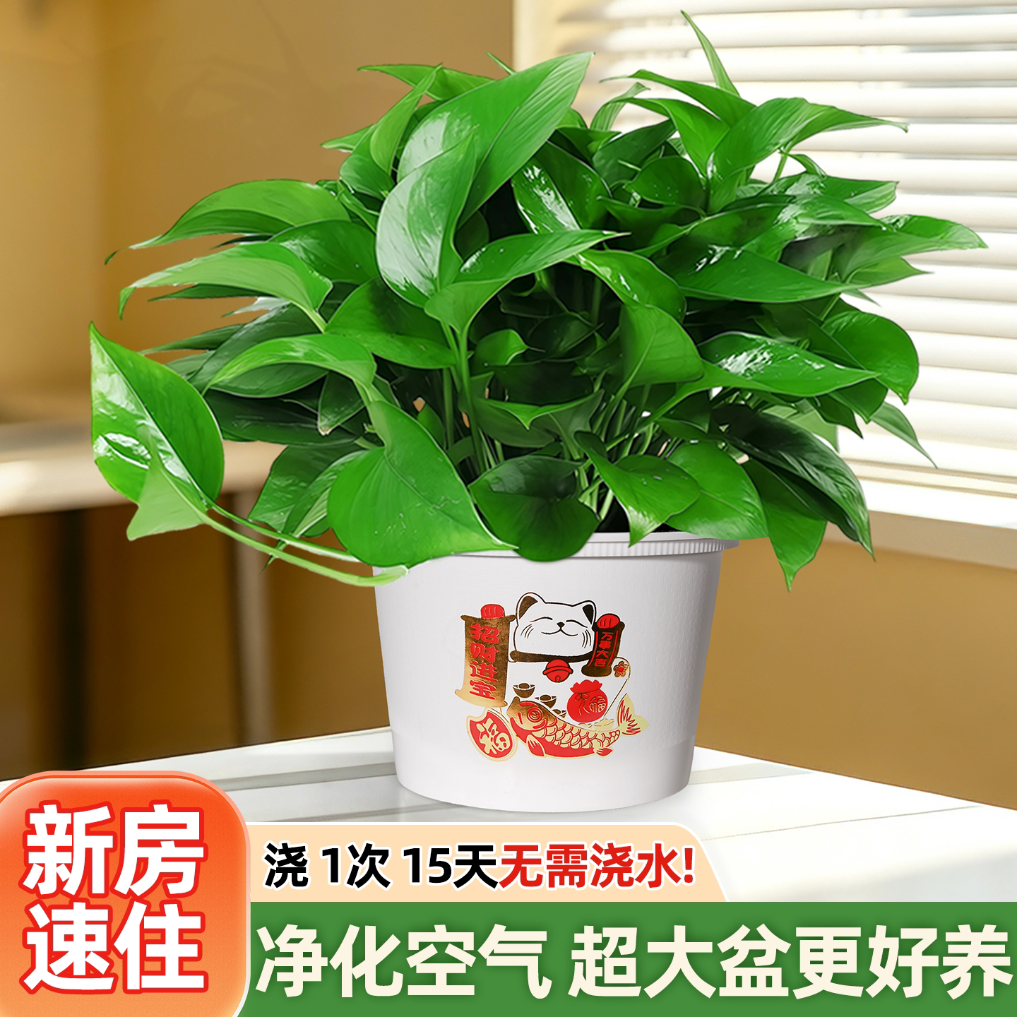 绿萝室内盆栽植物新房家用甲醛净化空气自吸水培绿植长藤大叶绿箩