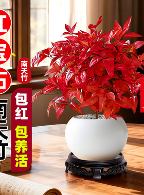 红宝石火焰南天竹盆栽正宗红叶老桩盆景耐寒耐热植物室内花卉绿植