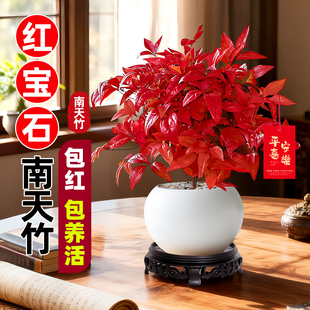 红宝石火焰南天竹盆栽正宗红叶老桩盆景耐寒耐热植物室内花卉绿植