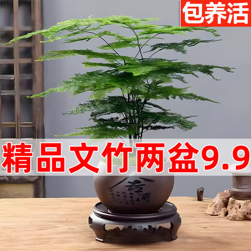 9.9元两盆精品文竹盆栽