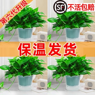 绿萝盆栽植物室内甲醛净化绿植水培花卉新房绿箩绿罗 保温发货