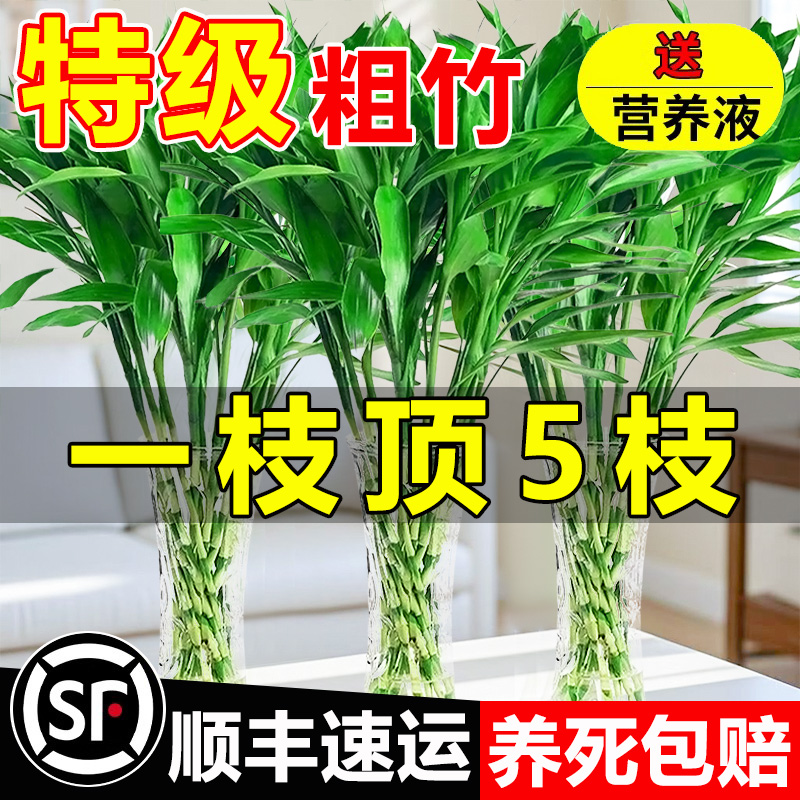 富贵竹水培植物招财绿植室内盆栽水养观音竹节节高转运竹发财竹