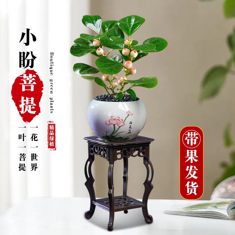 智慧之树小盼菩提盆栽