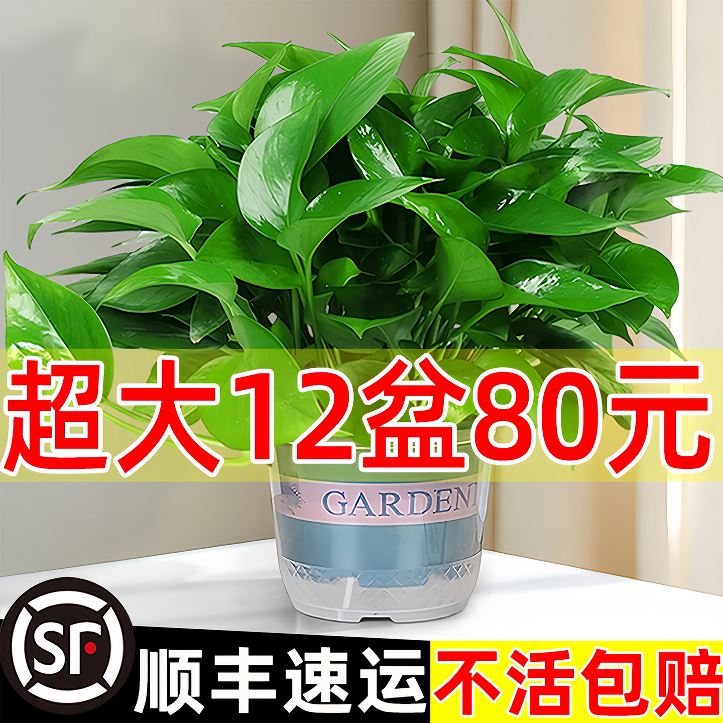 新房装修去吸除异味甲醛大绿萝批发盆栽室内植物水培绿植家用绿箩
