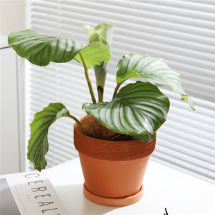 欧美风格 复古做旧宽边拉丝红陶花盆透气粗土陶瓷大口径多肉植物盆