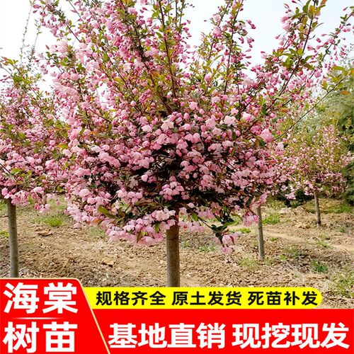 西府垂丝海棠树苗庭院耐寒植物盆栽室外四季开花北美海棠地栽种植