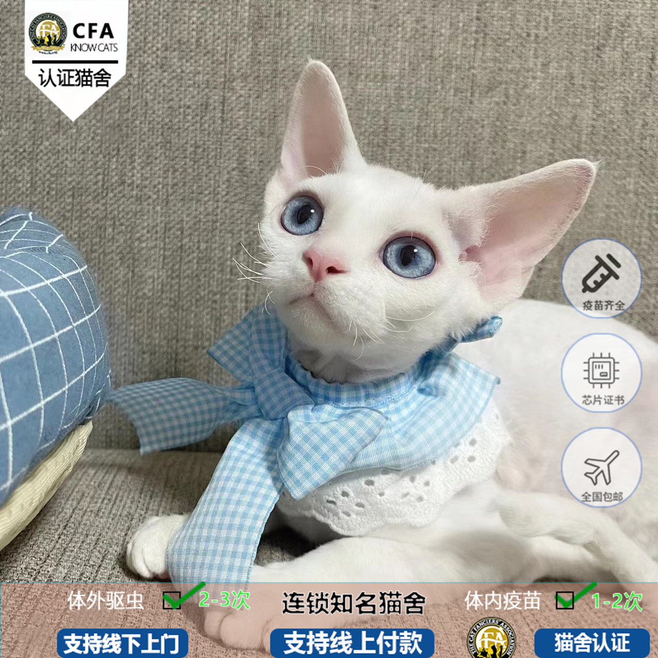 德文卷毛猫幼猫纯种德文帝王猫柯尼斯猫活物体纯白八嘎猫幼崽猫舍