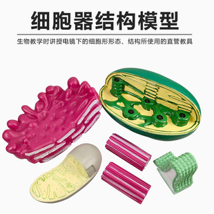 各种细胞模型 细胞器结构 细胞膜 线粒体 叶绿体 高尔基体 中心体 教具高中生物教学仪器