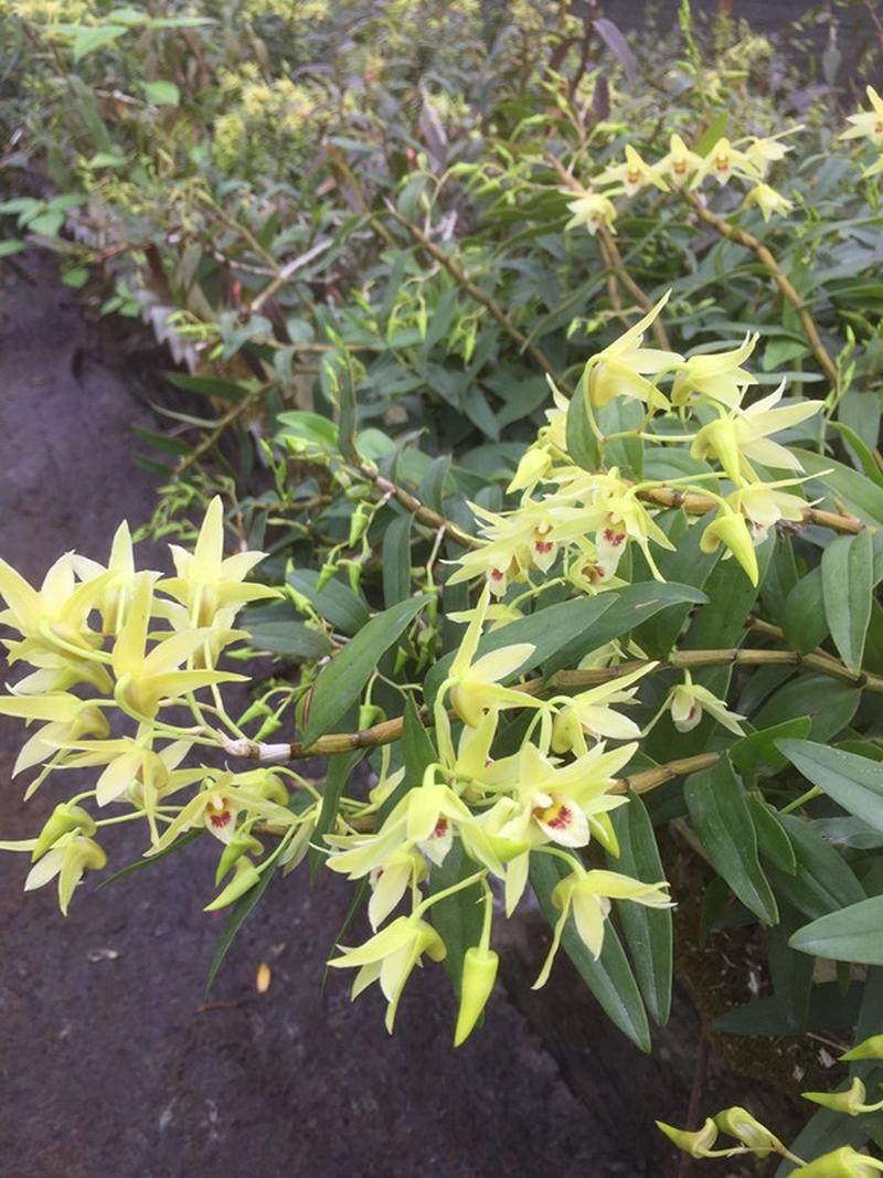 石确苗石斛苗盆栽盆景家用阳台办公室室内绿植花卉开花植物观赏