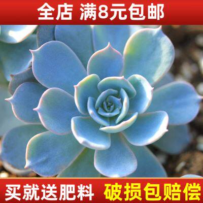 蓝石莲 多肉植物盆栽 皮氏石莲花 办公室迷你植物 桌面阳台小盆景