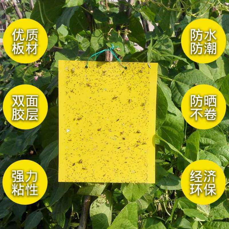 黄纸种植黄板粘虫贴户外多功能双面粘树木虫子农区灭蚊蝇蔬菜果树