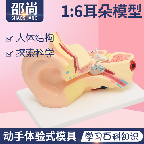 幼儿园人体器官认识科学发现室