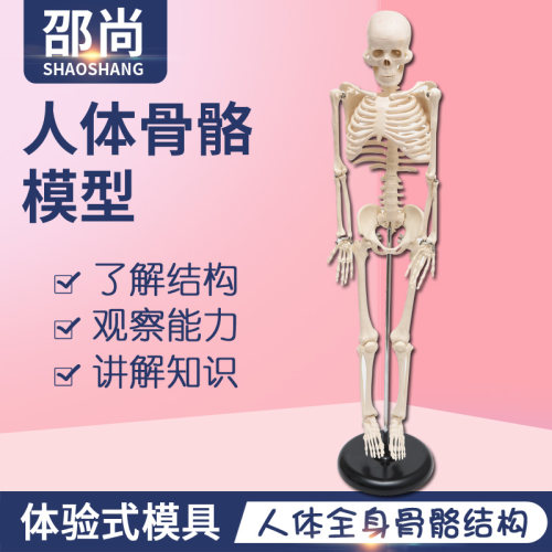 diy益智玩具人体骨骼实验器材