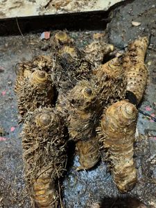 青皮小叶簕竹盆景老桩勒竹头盆栽竹子庭院办公室书桌长青绿植竹苗