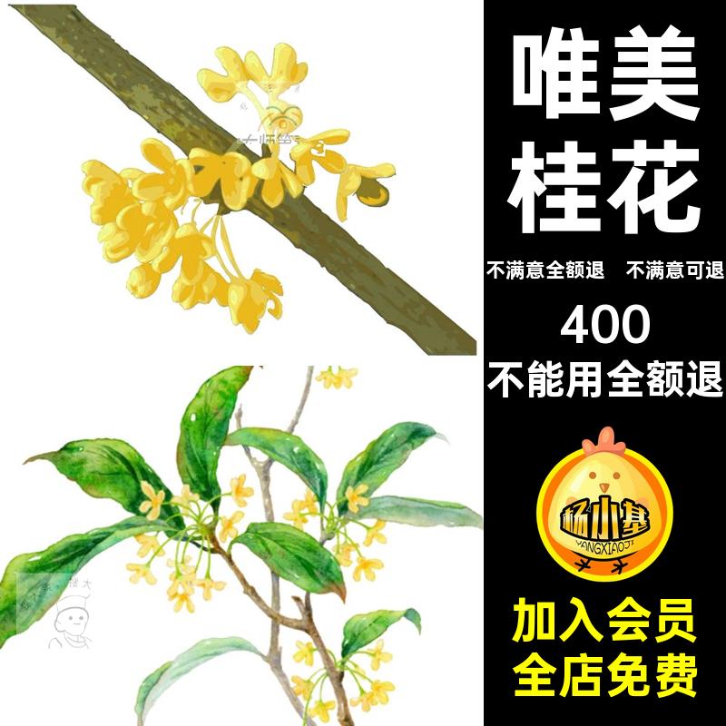 水彩桂花中秋透明免背景唯美抠装饰png手绘古风ps中国手绘桂花