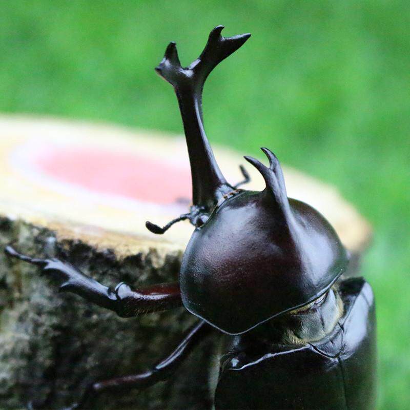 独角仙活虫幼虫成虫锹甲成虫送果冻深山中华楸小甲虫锹甲虫宠物盒