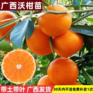 广西武鸣沃柑树苗正宗嫁接无籽核桔橘子果树果苗南方种植带土带叶