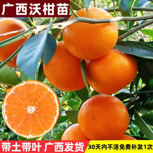 广西嫁接沃柑树苗带土发货
