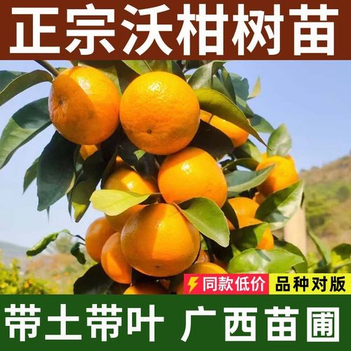 沃柑树苗广西发货带土带叶正宗