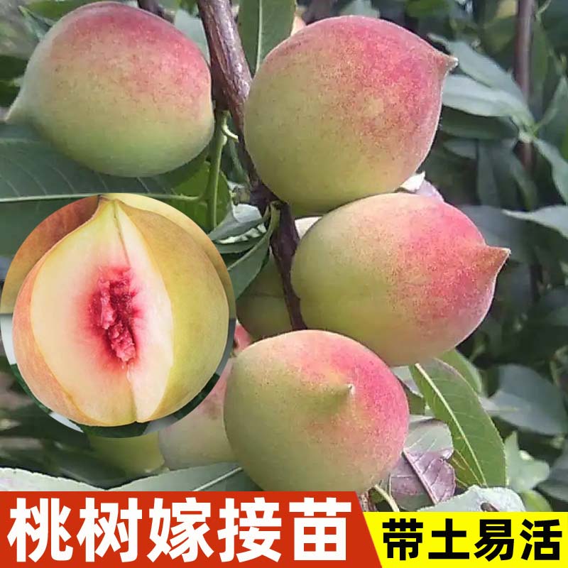 桃子苗树正宗嫁接鹰嘴桃带土带叶