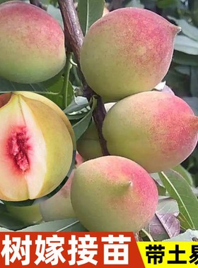 桃树果苗广东连平鹰嘴桃树果苗嫁接黄桃树血桃子苗树南北方种植