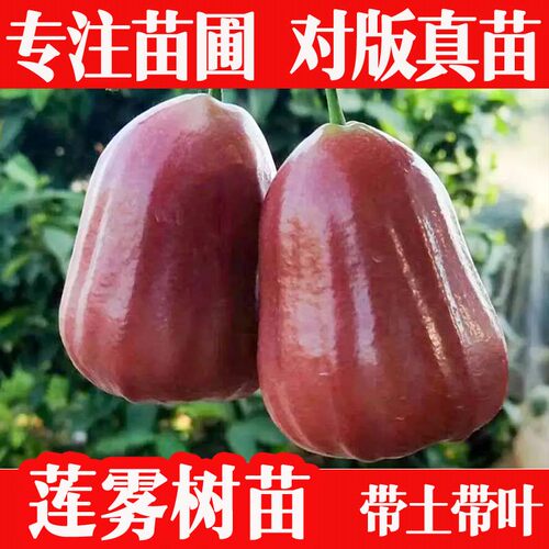 莲雾树苗对版真苗带土带叶