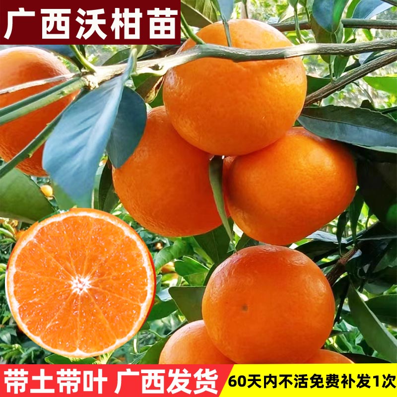 广西嫁接沃柑树苗带土发货