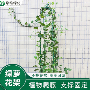 绿萝爬藤架阳台盆栽花支架植物支撑杆盆攀爬架子藤架花架藤蔓架