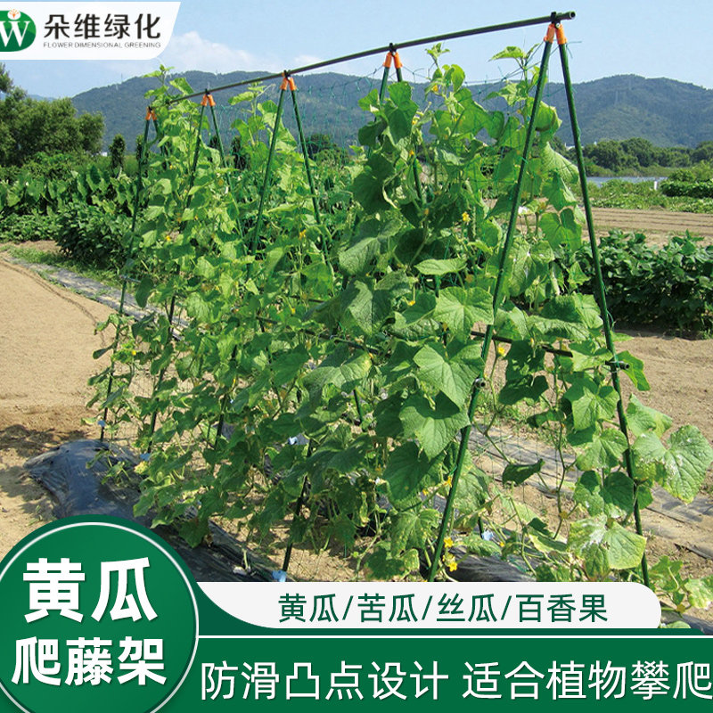 黄瓜爬藤架植物支撑杆图片