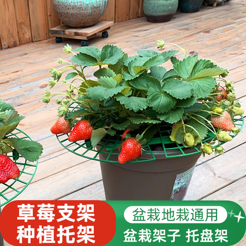 草莓种植托盘架防倒伏果实托架