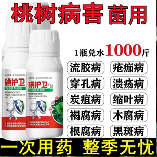 桃树病全治黄桃流胶病疮痂病杀菌剂细菌性穿孔病褐腐病白粉