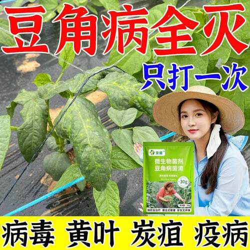荷兰豆病药荷兰豆根腐病白粉病褐斑病立枯病白斑芽枯病专用杀菌剂