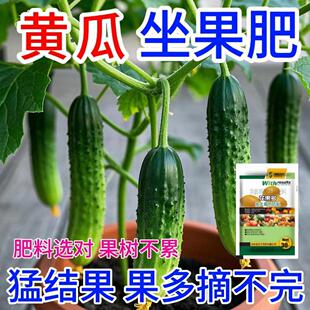 黄瓜营养液促花促果防黄叶促发芽专用肥家用生长期挂果增甜水溶肥
