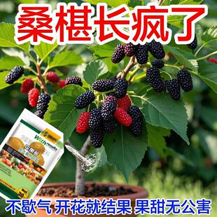 桑椹营养液促花促果防黄叶促发芽专用肥家用生长期挂果增甜水溶肥