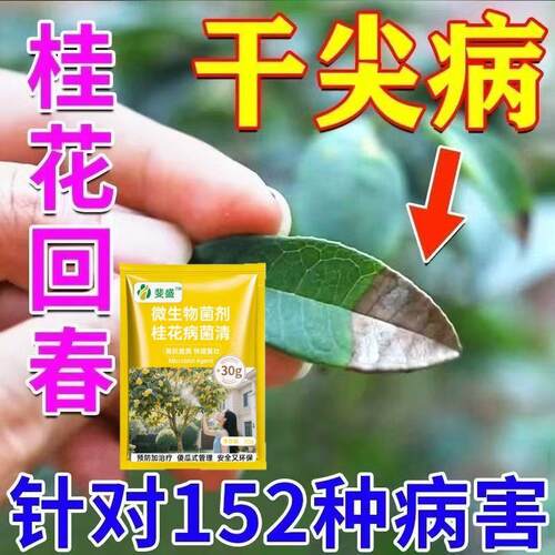 桂花树枯叶病焦尖黑斑专用药花卉绿植病菌杀菌剂桂花黑斑黄叶落叶